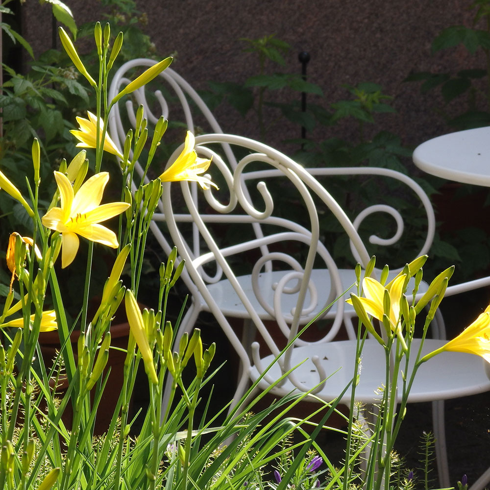 Hemerocallis-und-Stuhl